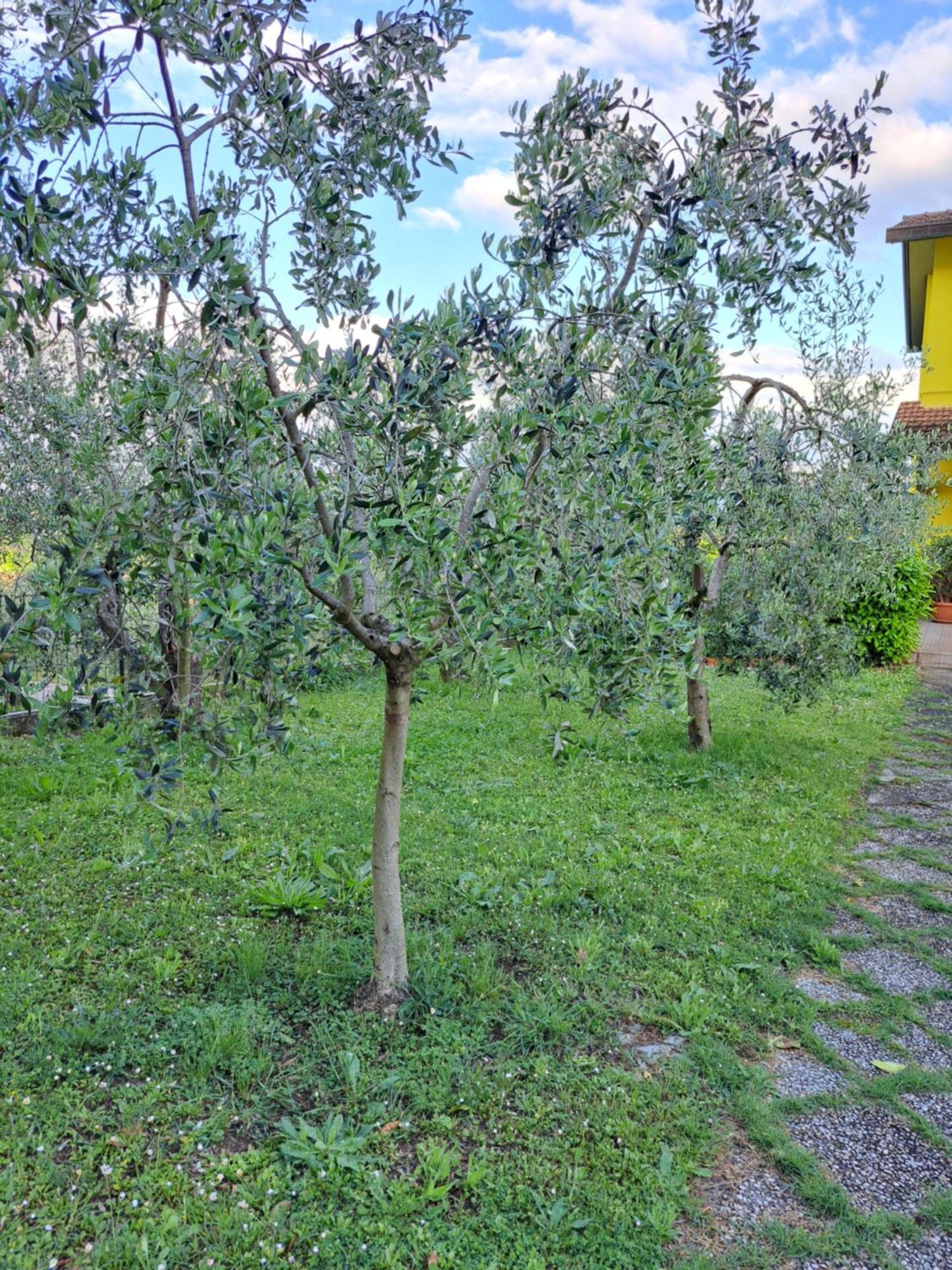 Casa Gli Ulivi Villa มอนติปุลเชียโน ภายนอก รูปภาพ
